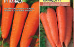 Самый урожайный сорт моркови канада f1