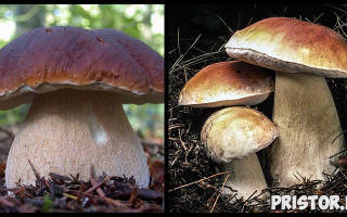 Виды белых грибов