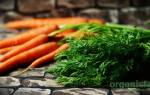 Чем полезна морковная ботва химический состав и применение