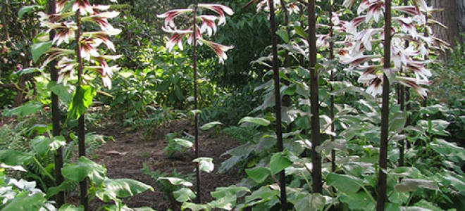 Выращивание лилейного дерева правильная посадка и секреты по уходу