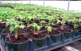 Основы выращивания помидоров в теплице