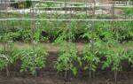 Лучшее время для посадки помидоров рассадой в открытый грунт