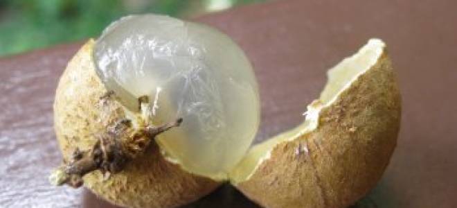 Лангсат лонгконг всё об этом фрукте