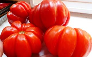 Сорт помидоров пузата хата характеристика агротехника выращивания