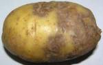 Методы борьбы с болезнями картофеля