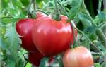 Можно ли вырастить помидоры без полива