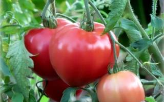 Можно ли вырастить помидоры без полива