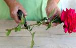 Особенности выращивания роз как вырастить розу из букета