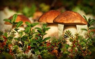 Знакомимся с съедобными видами грибов