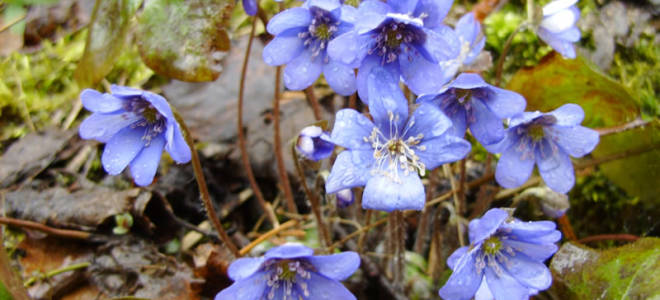 Печеночница описание посадка и выращивание