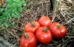 Как посадить и вырастить томат подснежник
