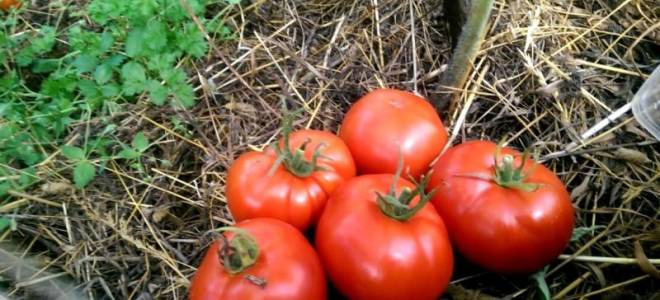 Как посадить и вырастить томат подснежник