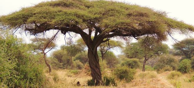 Разновидности акации и их особенности