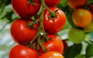 Лучшие сорта томатов от сибирских селекционеров