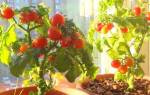Как посадить и вырастить томат балконное чудо