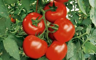 Как правильно посадить помидоры использование метода терёхиных