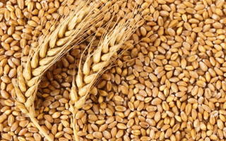 Низкие темпы экспорта зерна в россии грозят кампании посадки