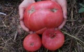 Среднеспелый сорт помидоров для открытого грунта медовый