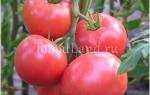 Урожай и вкус помидоры сорта корнеевский