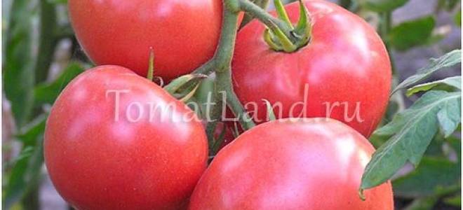 Урожай и вкус помидоры сорта корнеевский
