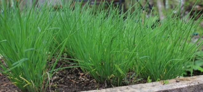 Общие советы по выращиванию и популярные виды многолетнего лука