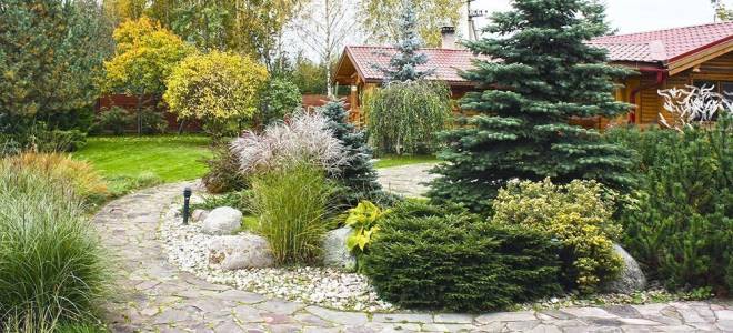 Где лучше всего посадить черную сосну?