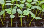 Как правильно посадить огурцы на рассаду выращивание в домашних условиях