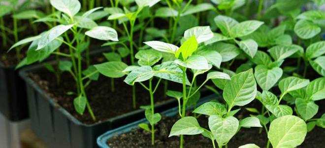Болгарский перец как вырастить качественную рассаду