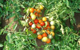 Описание и выращивание томата гном для открытого грунта