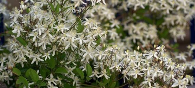 Клематис маньчжурский ломонос лозинка выращивание вьющегося растения дома