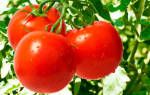 Подборка скороспелых сортов томатов