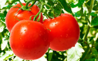 Подборка скороспелых сортов томатов