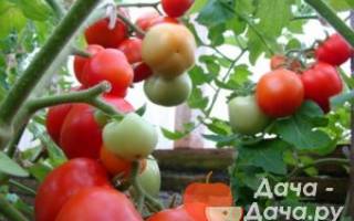 Как посадить и вырастить томат вождь краснокожих