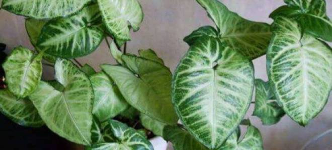 Как ухаживать за сингониумом приметы и суеверия