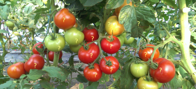 Характеристика и особенности выращивания томатов красная гвардия