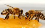 Медовая сыта для подкормки пчёл