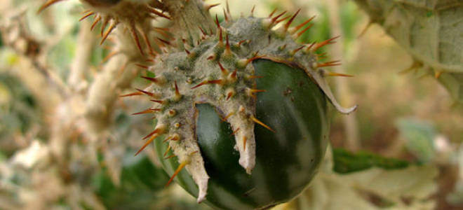 Вкусный и неприхотливый сорт баклажан черный принц