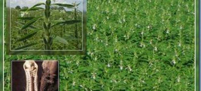 Выращивание и применение кунжута