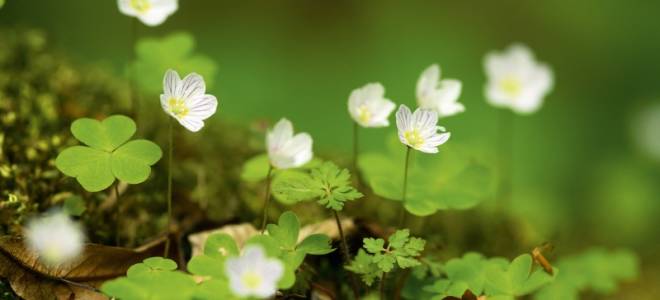 Самые распространенные виды кислицы описание и фото растений