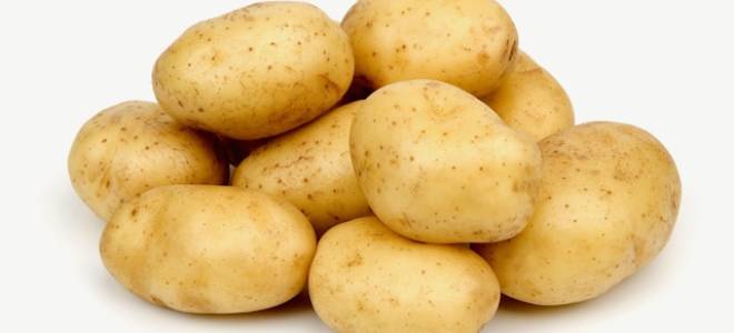 Сорт картофеля голландской селекции импала