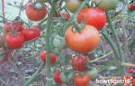 Как посадить и вырастить томат таймыр