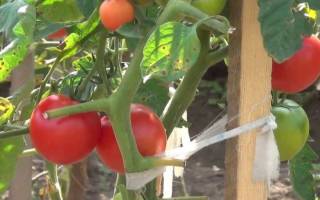 Техника выращивания томатов по методу маслова