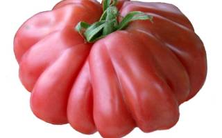 Как посадить и вырастить томат тлаколула де матаморос