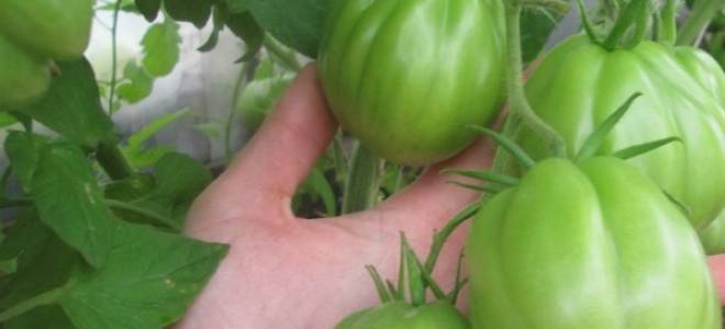 Томат сто пудов  крупный сочный и салатный сорт