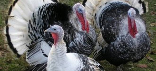 Индейки породы узбекская палевая