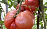 Мясистый и сахаристый помидоры среднераннего сорта хлебосольный