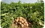 Лучшие советы по выращиванию картофеля в сибири