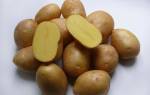 Сорт картофеля коломбо коломба характеристика секреты успешного выращивания