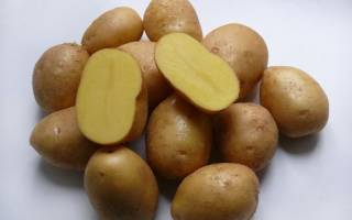 Сорт картофеля коломбо коломба характеристика секреты успешного выращивания