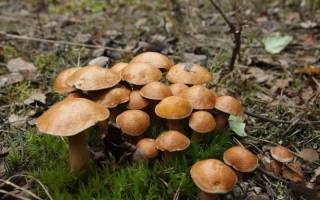 Съедобные грибы козлята внешний вид советы по приготовлению